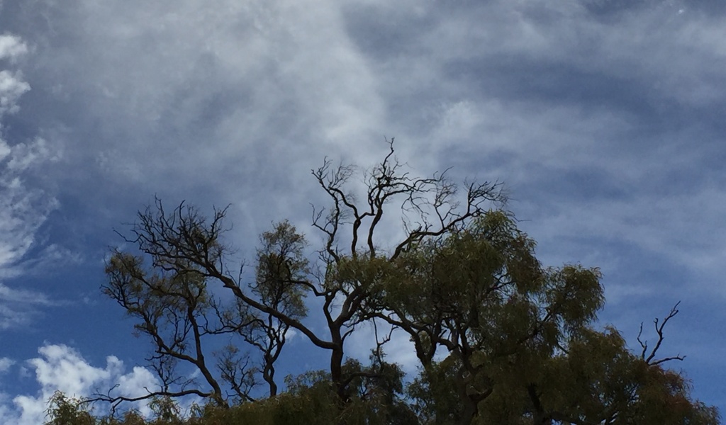 Bäume in Australien
