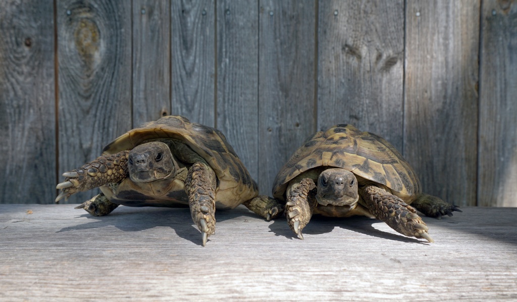 Urtiere. Unsere zwei Schildkröten