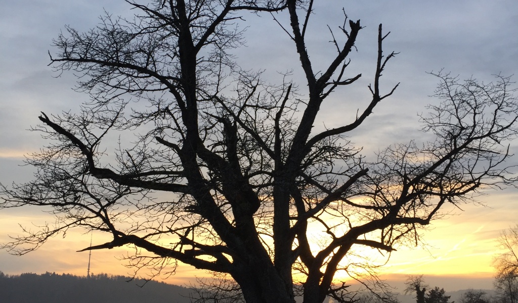 Bäume UND Sonnenuntergänge