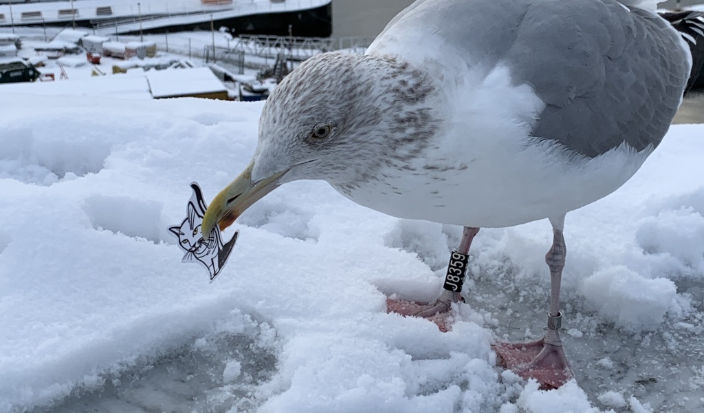 Vögel